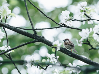 按揭买三十万左右的车三年时间月供多少